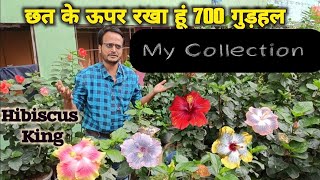 700 से ज्यादा गुड़हल का कलेक्शन मेरे गार्डेन में Hibiscus collection by Sudeep Mahapatra Part -7