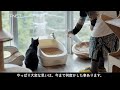 【titanist】 保護猫カフェ『駒猫』さんのチタニストご利用例