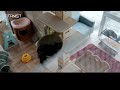 【titanist】 保護猫カフェ『駒猫』さんのチタニストご利用例