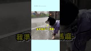 【可愛動物】抽取式柴柴｜柴犬｜萌寵｜搞笑｜生活