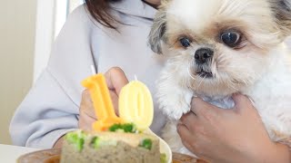 【シーズー】お喋り悟空さん10才になりました！ワチャワチャお誕生日会始めるよ～！www～多頭飼い～チワワ・シーズー・ミニチュアピンシャー・トイプードル