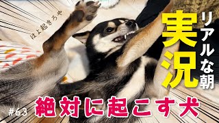 柴犬に起こされるリアルな朝を実況。