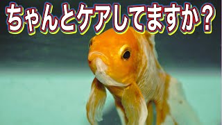 【金魚の飼い方】健康な金魚を育てるための基本チェック