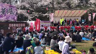 みちのく秋田おきみ組 - ヤートセin千秋公園さくらまつり