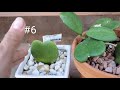 desafio mis 10 plantas sobre salientes de mi jardin mis10plantasoriginales