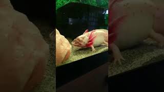 sometimes #axolotl rose looks at herself in the #mirror and is #horrified because she is an #animal