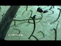 チンアナゴ どこにしようかな？　すみだ水族館【公式】