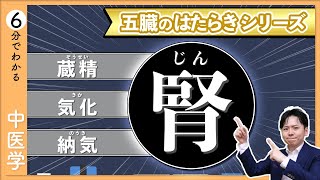 五臓六腑の【腎】｜イメージでわかる「五臓」のはたらき【9割が知らない中医学】