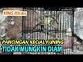 Pancingan Kecial Kuning Tidak Mungkin Diam