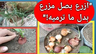 ازرع بصل المزرع بدل ما ترميه وشوف التحول المدهش بعد 15 يوم!