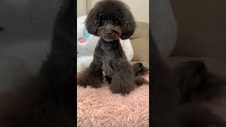 トリミング後🐶(りんちゃん) #トイプードル #チワワ #チワプー #mix犬 #トリミング #toypoodle #chihuahua #dog #trimming #shorts