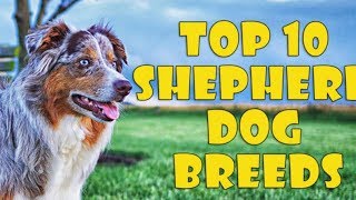 TOP 10 SHEPHERD DOG BREEDS | SHEPHERD DOGS TYPES - All About Dogs