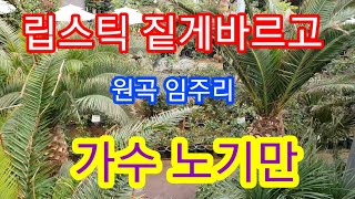 가수노기만/립스틱짙게바르고(원곡 임주리)