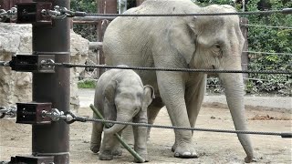 20210912 上野動物園　アジアゾウ②　竹を振り回して遊ぶアルン　460㎏