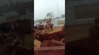 जय गौ माता जिस घर मे गाय की पूजा होती है वही नारायण का वास होता है #गाय #गौमाता #youtube #youtubes