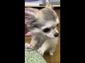 チワワ子犬3ヶ月5／5生　〜飼い主様募集中〜☆ファウンロングの女の子