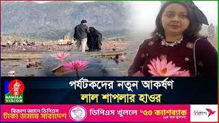 লাল শাপলা মুগ্ধতা ছড়াচ্ছে সিলেটের জৈন্তাপুরের ডিবি হাওর | Shapla Bil sylhet | Banglavision news