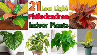 21 Low Sunlight Philodendron Plants | Best Indoor Philodendron Plants | Plant an