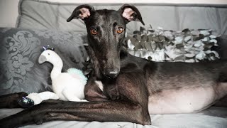 6 Gründe, warum du vielleicht KEINEN Greyhound adoptieren solltest ;)