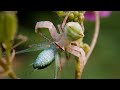 Crab Spider killing a Grasshopper 🕷️ Mobile Macro Photography