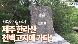 제주 한라산 1100m(천백고지)에 올라가다!! 천백고지 습지 탐방 [4K]