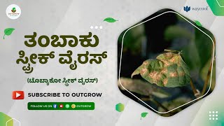 ಹತ್ತಿಯ ಟೊಬ್ಯಾಕೊ  ಸ್ಟ್ರೀಕ್ ವೈರಸ್ ಎಂದರೇನು?- Cotton tobacco streak virus