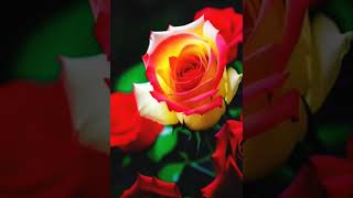 जमाने को कहीं पीछे छोड़ दे हम # WhatsApp status # Rose 🌹🌹🌹🌹🌹🌹🌹🌹🌹