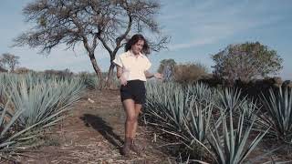 Tequila 101: Agave in the Fields - SipTequila