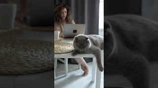 Grey fluffy cat on table