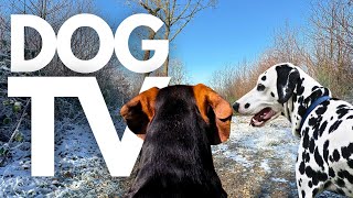 GoPro DogTV | 10hrs of Tranquil Virtual Dog Walks Through Frosty Woodlands 🐾❄️ Dog POV