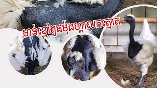 រីករាយថ្ងៃចុងសប្តាហ៍ ព្រឹកនេះដល់ម៉ោងរេីសពង🐓😊 ៥ក្រុមគ្រាន់បានរេីសពង🥰🐓🚚