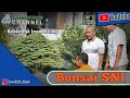 Review Koleksi Bonsai Super Pak Imam, Bikin Terkesimak!!!