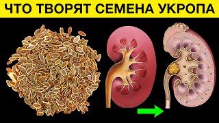 Что СЕМЕНА УКРОПА сделали с моими ПОЧКАМИ. Что творят семена укропа? Больше вреда, чем пользы?