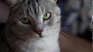 Silver cat close up face video