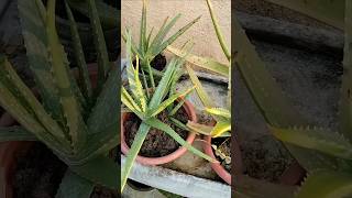 Aloe vera plants care#🪴🪴🎍🎍🌿🌿#