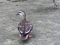 名古屋東山動物園バードホール の鳥たち