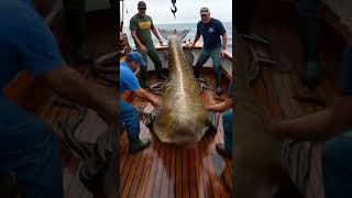 Giant Snakehead Sea Monster – A Terrifying Catch on the Boat