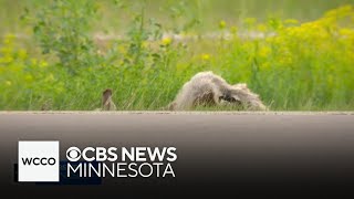 Who is responsible for clearing roadkill?