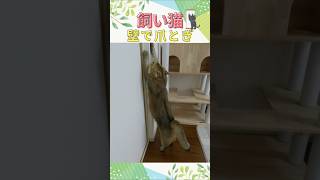 猫が壁で爪とぎするので保護シートを取り付けた