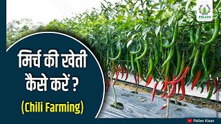 Chili Farming | मिर्च की खेती की संपूर्ण जानकारी | Pollen Kisan