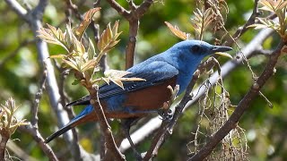 イソヒヨドリ ② 4K / Blue Rock Thrush