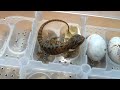 2016第一條出世鬆獅蜥 2016 the first born bearded dragon