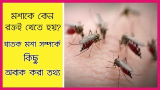 মশাকে কেন রক্তই খেতে হয়? মশা সম্পর্কে কিছু অবাক করা তথ্য। Surprising information about mosquitoes.