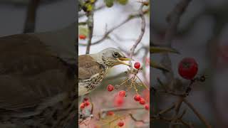 The Fieldfare Bird video 📷