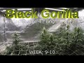 Black Gorilla (Gorilla Glue #4/Bright Berry X) - Seed to Harvest TIME-LAPSE (EP3)