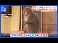 “左手のないサル”久々に発見！近くを原付が通っても余裕の表情　埼玉→東京→きょう小田原　市は「エサをあげないで」注意呼びかけ｜TBS NEWS DIG