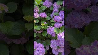 Hydrangea at Hasedera temple in Nara, Japan.