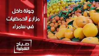 جولة داخل مزارع الحمضيات في سامراء | صباح الشرقية