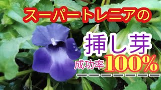 スーパートレニアの挿し芽をします。成功率は100%‼️