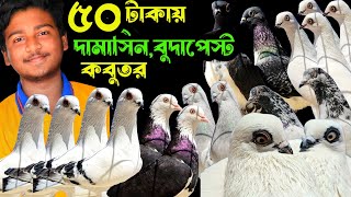 ৫০ টাকায় পাকিস্তানি টেডি,দামাসিন,বুদাপেস্ট,রেসার কবুতর কিনুন | বাকবাকুম পায়রা | Pigeon |